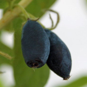 Kamtschatkabeere - Sibirische Blaubeere Lenita (Pflanze)