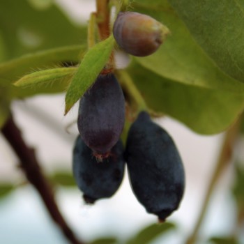 Kamtschatkabeere - Sibirische Blaubeere Lenita (Pflanze)
