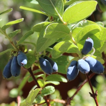 Kamtschatkabeere - Sibirische Blaubeere Lenita (Pflanze)