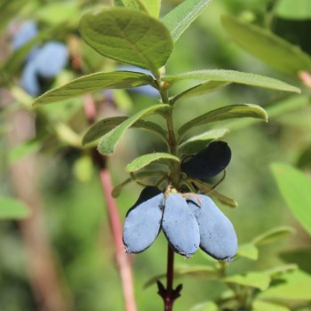 Kamtschatkabeere - Sibirische Blaubeere Lenita (Pflanze)