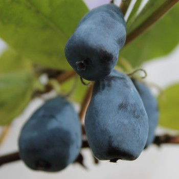 Kamtschatkabeere - Sibirische Blaubeere Rebeka (Pflanze)