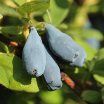 Kamtschatkabeere - Sibirische Blaubeere Siniglaskaya (Pflanze)