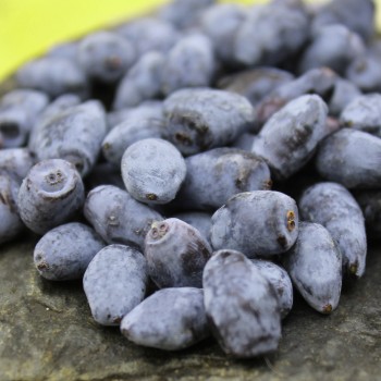 Kamtschatkabeere - Sibirische Blaubeere Siniglaskaya (Pflanze)
