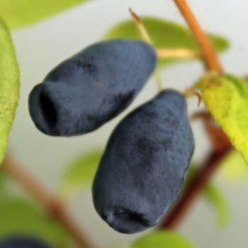Kamtschatkabeere - Sibirische Blaubeere Tomicza (Pflanze)