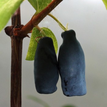Kamtschatkabeere - Sibirische Blaubeere Tomicza (Pflanze)