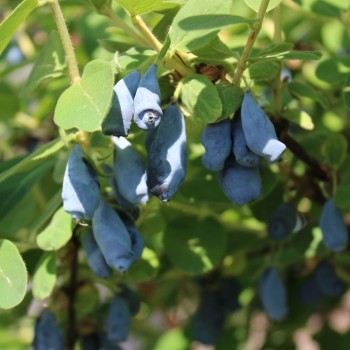 Kamtschatkabeere - Sibirische Blaubeere Wojtek (Pflanze)