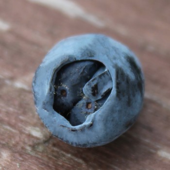 Kamtschatkabeere - Sibirische Blaubeere Zielona (Pflanze)