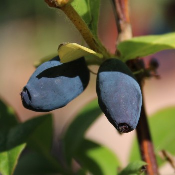 Kamtschatkabeere - Sibirische Blaubeere Zoluschka (Pflanze)
