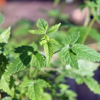 Kanarischer Balsamstrauch (Samen)