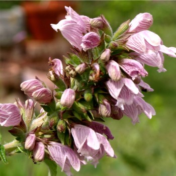 Kanarischer Balsamstrauch (Samen)