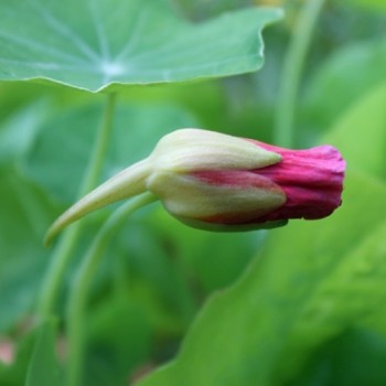 Kapuzinerkresse Cherry Rose (Samen)