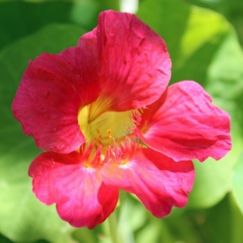 Kapuzinerkresse Cherry Rose (Samen)