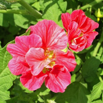 Kapuzinerkresse Cherry Rose (Samen)