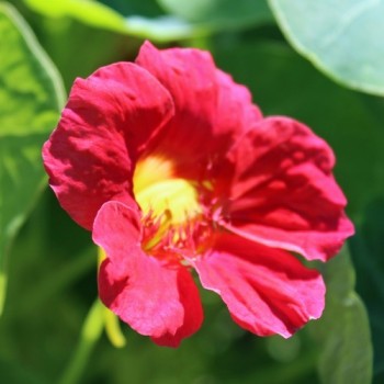 Kapuzinerkresse Cherry Rose (Samen)