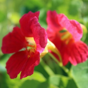 Kapuzinerkresse Cherry Rose (Samen)