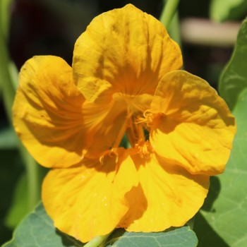 Kapuzinerkresse Golden Emperor (Samen)