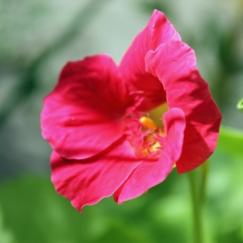 Kapuzinerkresse Cherry Rose (Samen)