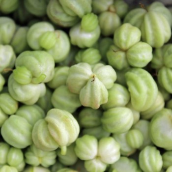 Kapuzinerkresse Tangerine (Samen)