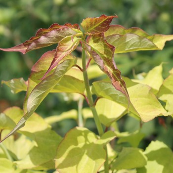Karamellbeere Golden (Pflanze)