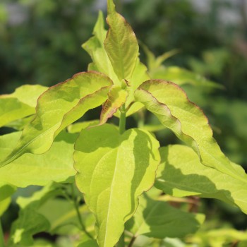 Karamellbeere Golden (Pflanze)