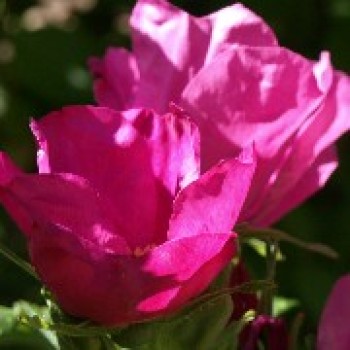 Riesenhagebutte - Kartoffelrose (Pflanze)