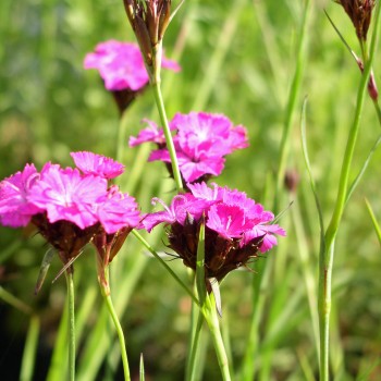 Karthäusernelke (Samen)