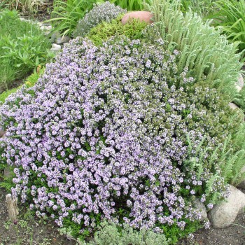 Kaskadenthymian (Pflanze)