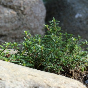 Kaskadenthymian (Pflanze)