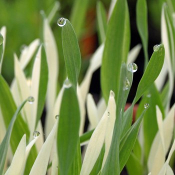 Katzengras Variegata (Samen)