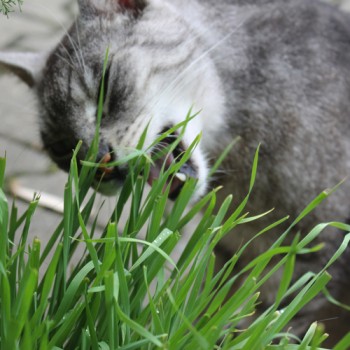 Katzengras (Samen)