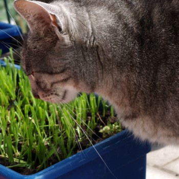Katzengras (Samen)