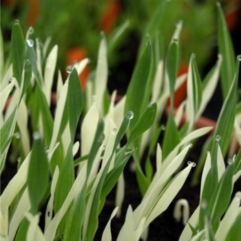 Katzengras Variegata (Samen)