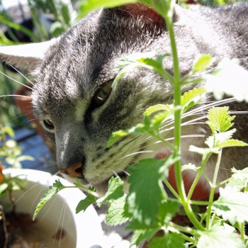 Echte Katzenminze