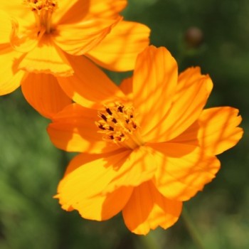 Kenikir orange (Samen)