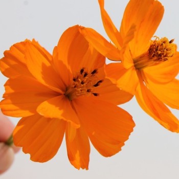 Kenikir orange (Samen)