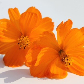Kenikir orange (Samen)