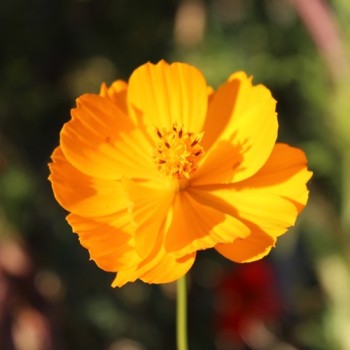 Kenikir orange (Samen)