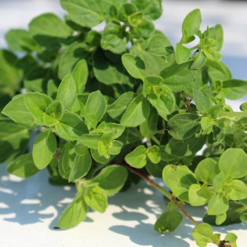 Neu! Kirgisischer Oregano (Samen)