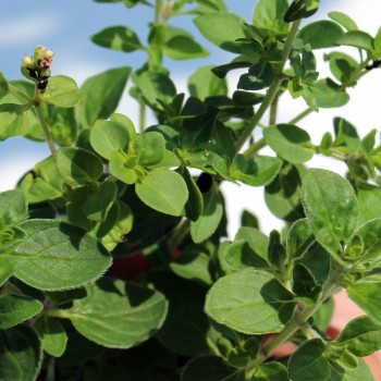 Neu! Kirgisischer Oregano (Samen)