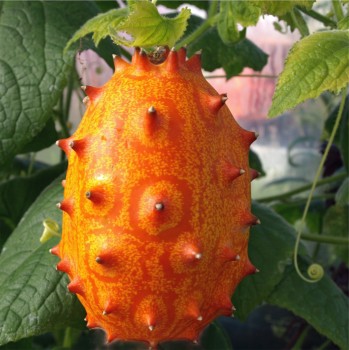 Kiwano (Samen)
