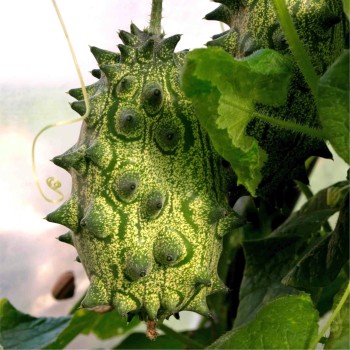 Kiwano (Samen)
