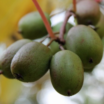 Mini-Kiwi Berliner Luft weiblich (Pflanze)