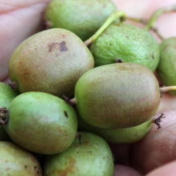 Mini-Kiwi Berliner Luft weiblich (Pflanze)