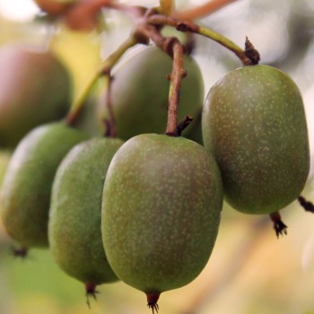 Mini-Kiwi Berliner Luft weiblich (Pflanze)