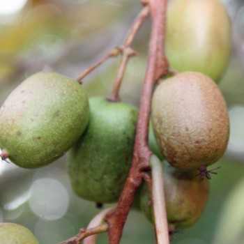 Mini-Kiwi Berliner Luft weiblich (Pflanze)