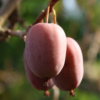 Mini-Kiwi Hardy Red (weiblich) (Pflanze)