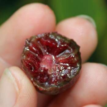 Mini-Kiwi Ken's Red weiblich (Pflanze)