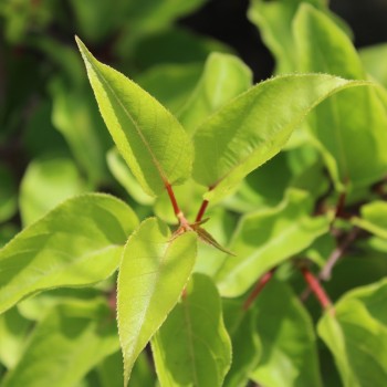 Mini-Kiwi Meyer's Cordifolia weiblich (Pflanze)