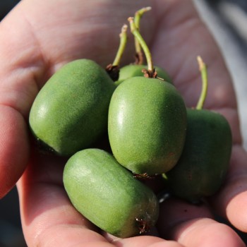 Mini-Kiwi Rogów weiblich (Pflanze)