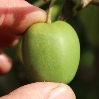 Mini-Kiwi Rogów weiblich (Pflanze)